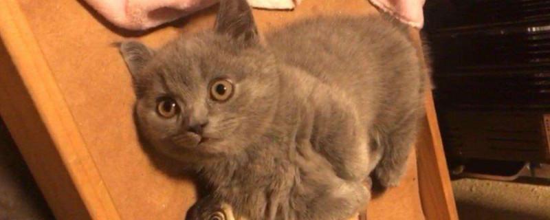 短腿猫是基因缺陷吗