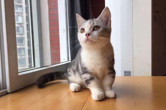 短腿猫是基因缺陷吗