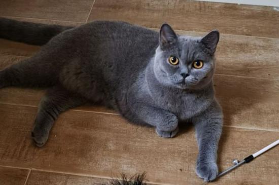 英短蓝猫会认主人吗
