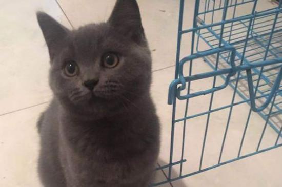 英短蓝猫会认主人吗