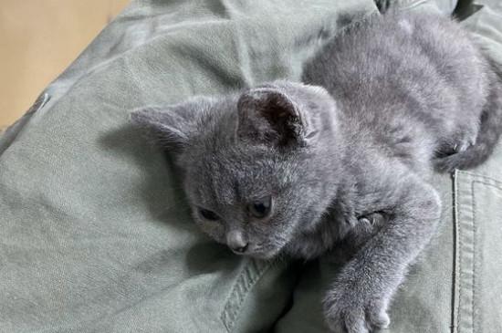 英短蓝猫1000的正常吗