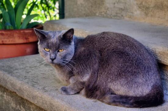 卡尔特猫和英短蓝猫的区别，看是否脸尖就能分辨了