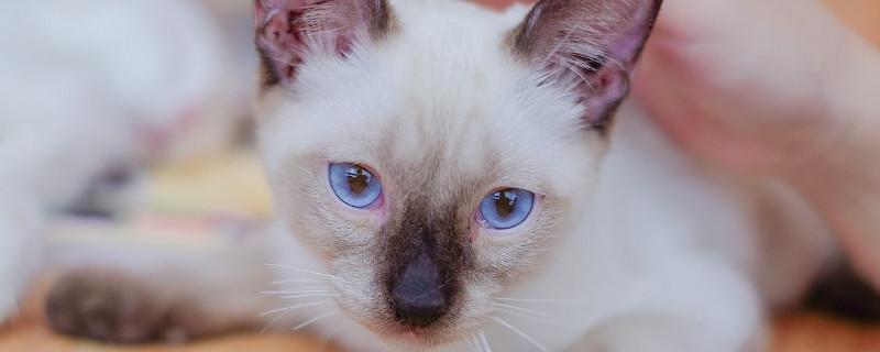 暹罗猫送人会抑郁死吗