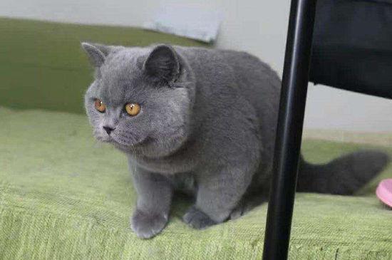 英短折耳猫为什么不能养