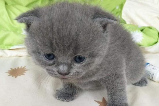 英短折耳猫为什么不能养