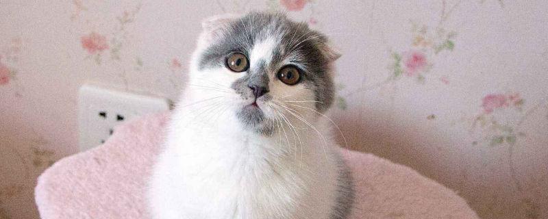 英短折耳猫为什么不能养