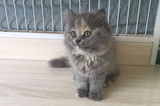 蓝猫为什么喜欢瘫坐着