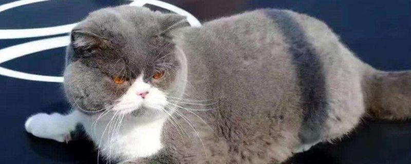 蓝猫为什么喜欢瘫坐着