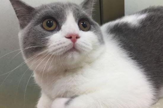 英短蓝猫为啥都比较凶