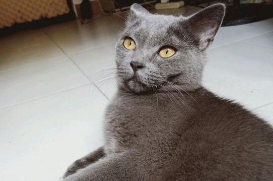 英短蓝猫为啥都比较凶