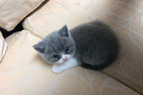 英短为什么不让抱