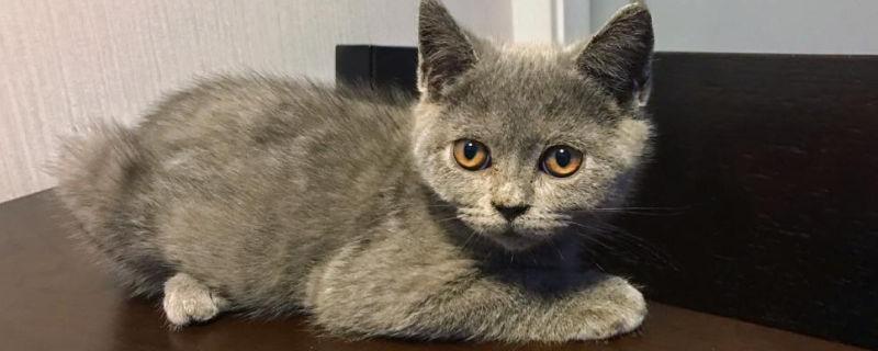 英短蓝猫为啥都比较凶