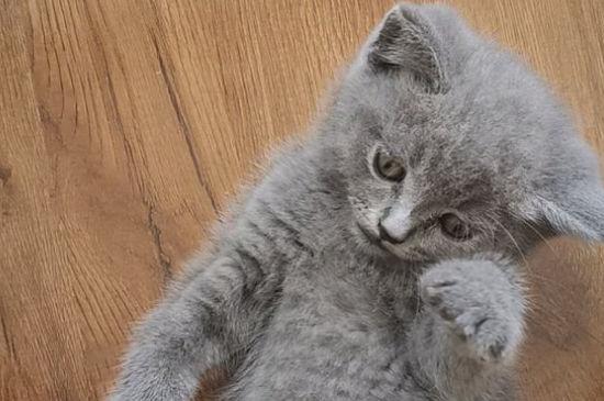 蓝猫掉毛厉害什么原因