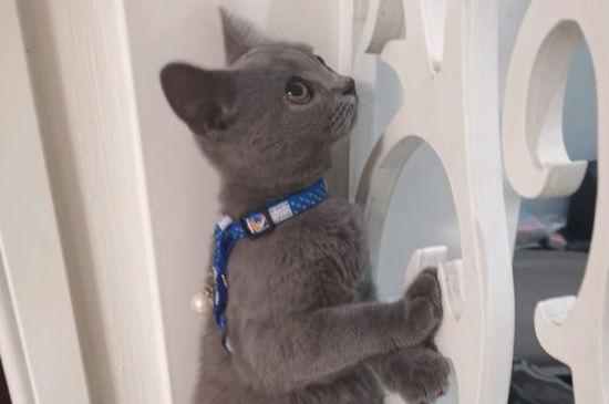 蓝猫怀孕迹象