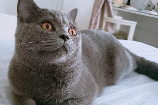 蓝猫怀孕迹象