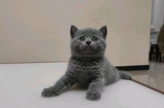蓝猫一天喂几次
