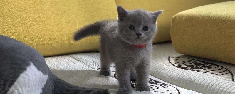 蓝猫一天喂几次