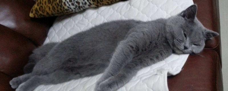 蓝猫怀孕迹象