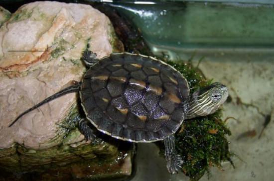 珍珠龟是陆龟还是水龟