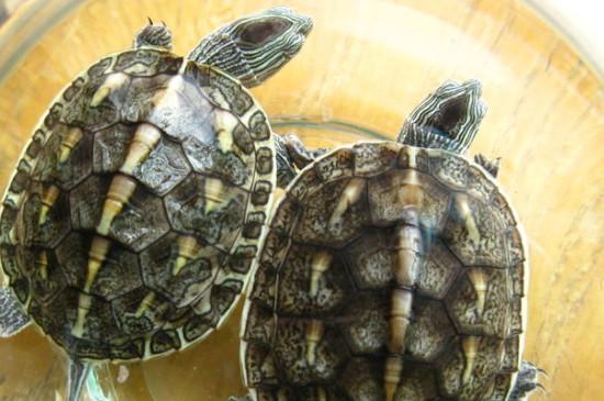 珍珠龟是陆龟还是水龟