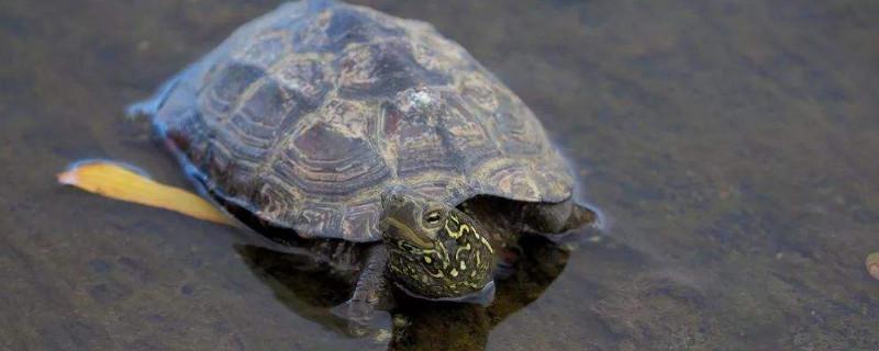 草龟为什么会掉喙