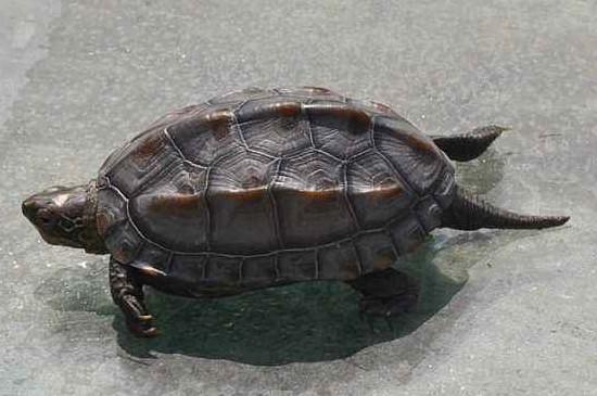 草龟怎么养成墨龟