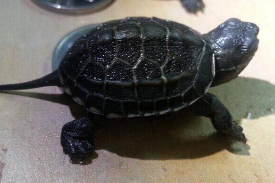 草龟怎么养成墨龟