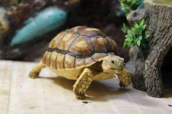 陆龟会游泳吗