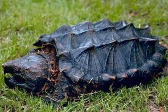 鳄龟一年能长多大