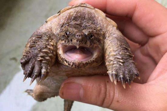 鳄龟冬眠吗