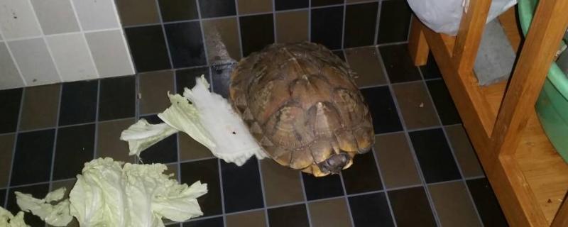 草龟吃什么?