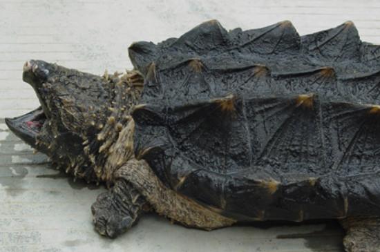 鳄龟寿命有多长