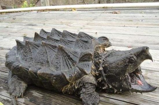 大鳄龟能长多大