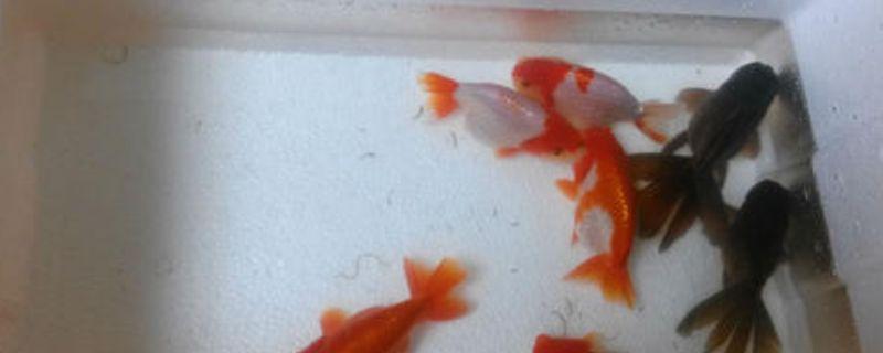 兰寿金鱼鱼苗饲养技巧
