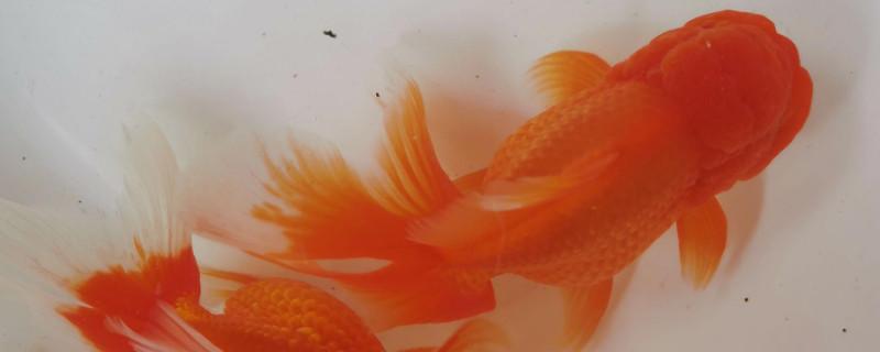 泰狮苗一个月能长几厘米