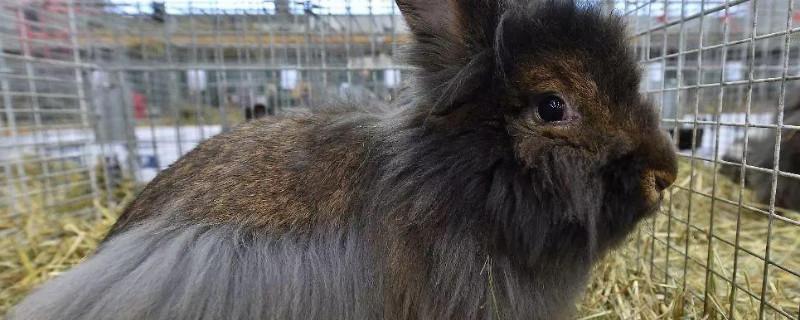 安哥拉兔一年生几窝