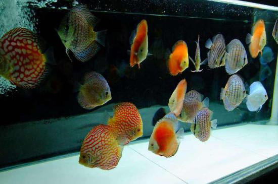 七彩鱼和什么鱼能混养，能和多数无攻击性鱼类一起养