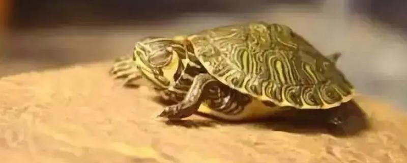 乌龟能在被窝睡觉吗