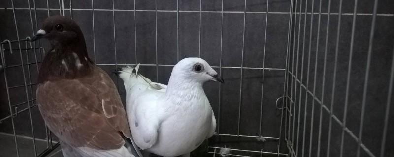 鸽子打架什么原因