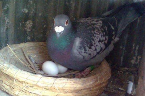 夏天高温鸽子孵蛋怎么办