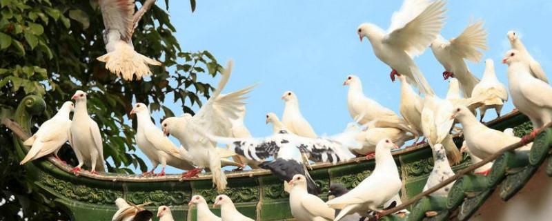 信鸽训放不归的原因
