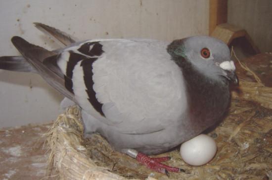 鸽子孵蛋时间离开窝时间多久正常