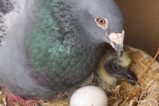 鸽子孵4个蛋能成功吗