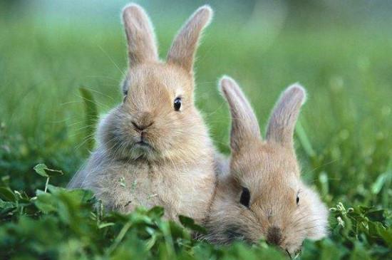兔子拉葡萄便是什么原因