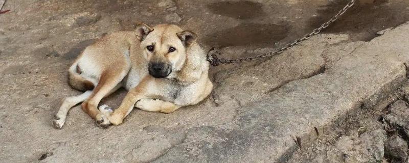 土狗能活多少年