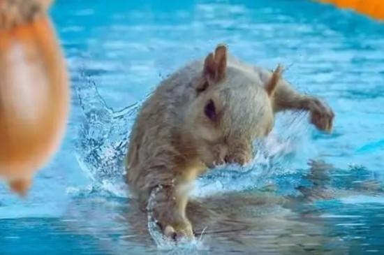 松鼠会游泳吗