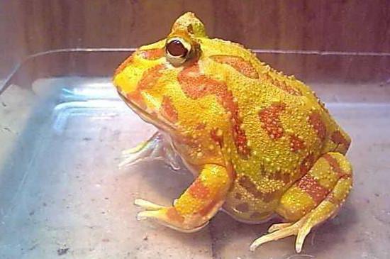黄金角蛙寿命有多长，小蛙养几个月算是成年