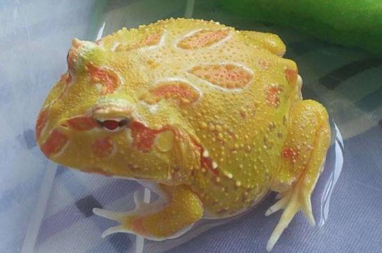 黄金角蛙寿命有多长，小蛙养几个月算是成年