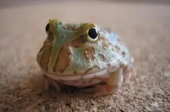 角蛙冬眠什么表现