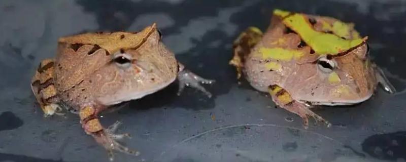 角蛙多久喂一次